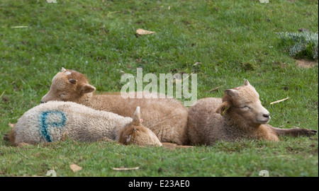 Castlemilk Moorit agnelli rilassante sotto il sole Foto Stock