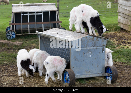 Baby delle capre di montagna di mangiare da un trogolo Foto Stock