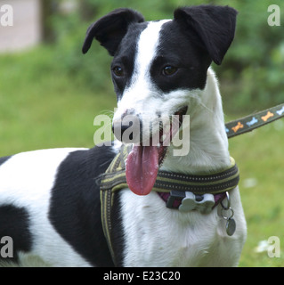 Colpo alla testa del bianco e del nero Lurcher/Jack Russell razza trasversale Foto Stock