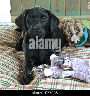 Nove settimane vecchio nero Labrador cucciolo sdraiato sul suo letto di guardare direttamente la fotocamera Foto Stock