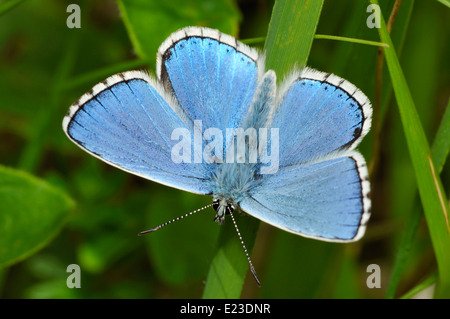 Adone maschio Blue Butterfly - Lysandra bellargus Foto Stock