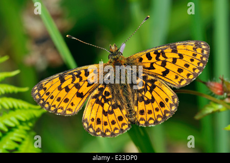 Piccola perla-confine Fritillary Butterfly - Boloria selene su erba Robert Foto Stock