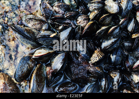 I mitili che crescono su rocce sulla costa Paternoster Foto Stock