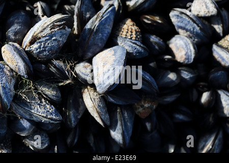 I mitili che crescono su rocce sulla costa Paternoster Foto Stock