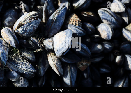 I mitili che crescono su rocce sulla costa Paternoster Foto Stock
