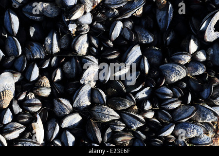 I mitili che crescono su rocce sulla costa Paternoster Foto Stock