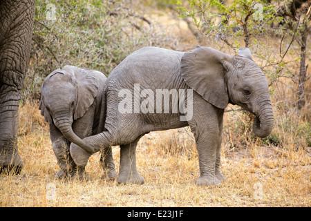 Giocoso baby l'elefante africano (Loxodonta africana), Sud Africa Foto Stock