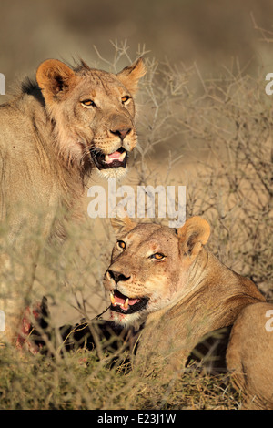 Ritratto di due leoni africani (Panthera leo) alimentazione su una carcassa, deserto Kalahari, Sud Africa Foto Stock