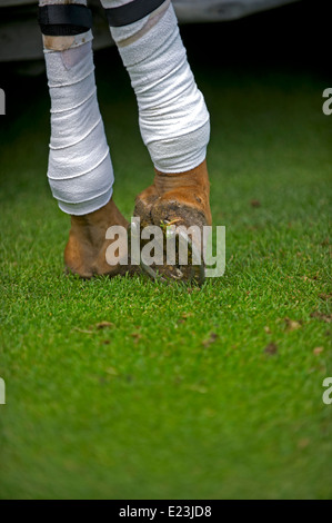 Polo,sport,Huf,Bein,bendaggio, Argentinisch,l'argentina, pony, zoccolo, a ferro di cavallo , Foto Stock