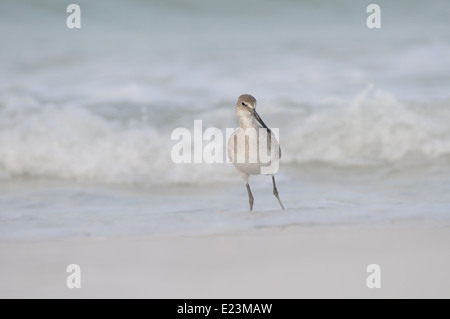 Willet, Tringa semipalmata, sulla spiaggia e nel surf della costa occidentale del Golfo del Messico, a Fort De Soto, Florida, Stati Uniti d'America Foto Stock