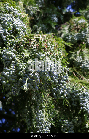 Il cedro cipresso di leyland ramo foglia con blue pigne Foto Stock