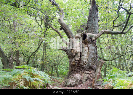Grande vecchio albero di quercia sull'isola Vilm in Germania Foto Stock