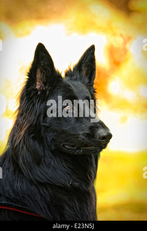 Pastore belga cane ritratto (Groenendael variante) in uno scenario di autunno Foto Stock