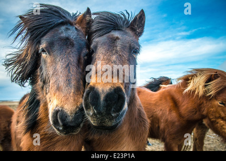 Coppia di selvatico di colore marrone cavalli in un pack di guardare direttamente la fotocamera. Foto Stock