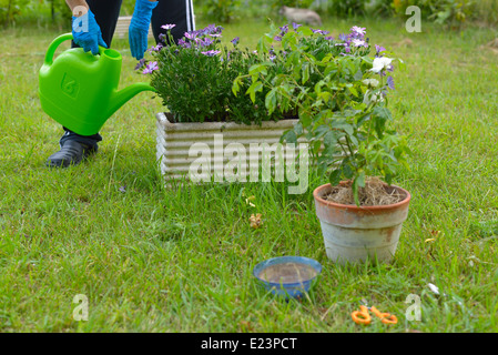 Donna di prendersi cura di piante e fiori nel giardino di casa. Foto Stock