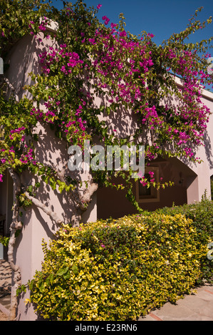 Viola bouganville che cresce su un edificio flora mediterranea Foto Stock