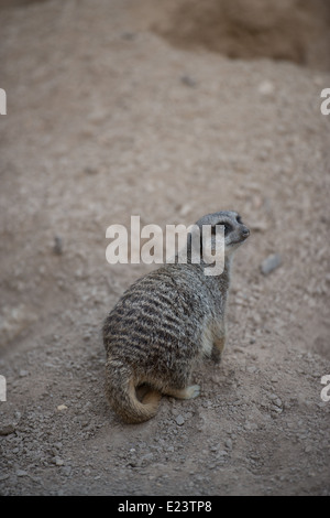 Meerkat contemplando la vita - lo Zoo di Londra in tarda Regent's Park, Giugno 2014 Foto Stock