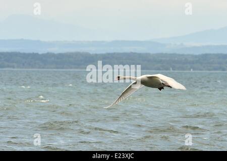 Neuchâtel, Svizzera. Il 15 giugno, 2014. Un cigno scivola sulle acque increspato sul lago di Neuchâtel. Dopo una settimana di estate-come calore, previsioni locali sono ora chiamata per i forti venti e le temperature dello scambiatore di calore. Credito: Ted Byrne/Alamy Live News Foto Stock