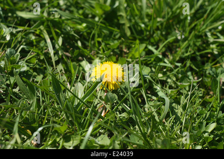 Taraxacum officinale (tarassaco) - medicina alternativa Foto Stock