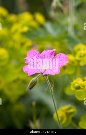 Geranio × oxonianum 'Wargrave rosa' contro Euphorbia fiori. Foto Stock