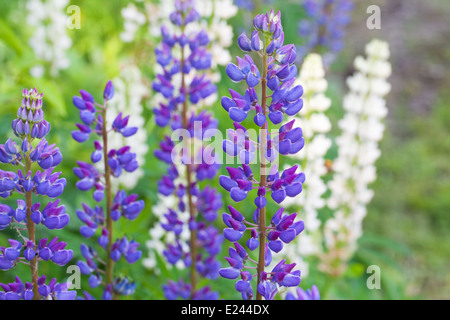 Lupino colorati fiori sul prato in estate Foto Stock