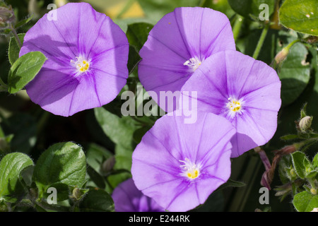 Fiori di roccia centinodia, Convolvulus sabatius Foto Stock