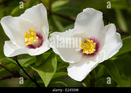 Due fiori di profumati, estate precoce fioritura arbusto, Filadelfo 'Belle Etoile' Foto Stock