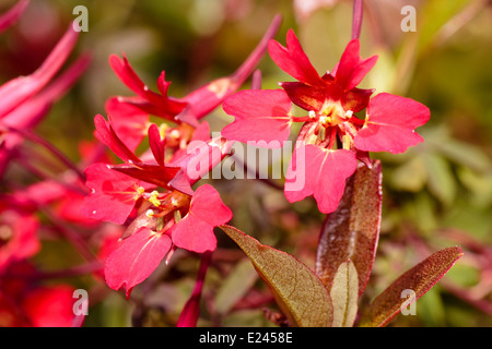 Scarlet fiori scozzese della fiamma, fiore Tropaeolum speciosum Foto Stock