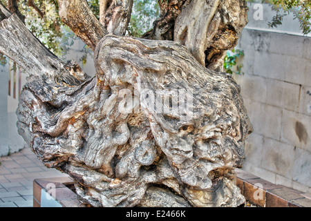 Nodose Olive tree Foto Stock