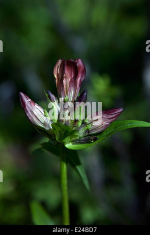 Gentiana bavarica Foto Stock