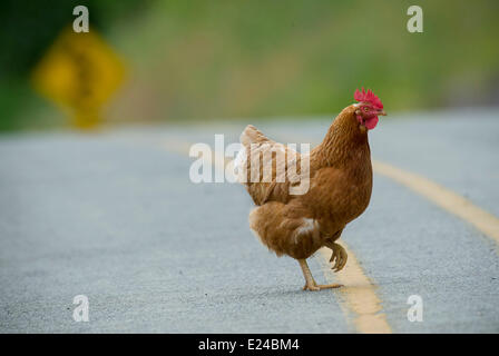 Elkton, Oregon, Stati Uniti d'America. Il 15 giugno, 2014. Un pollo pause durante l'attraversamento di un County road vicino a Elkton nella parte sud-ovest della Oregon. © Robin Loznak/ZUMAPRESS.com/Alamy Live News Foto Stock