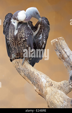 Un Ruppell il grifone (Gyps rueppellii) su un albero morto Foto Stock