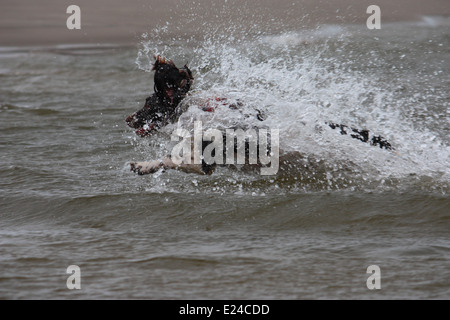 Tipo di lavoro english springer spaniel gundog pet saltando in acqua Foto Stock