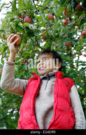 Ragazzo la raccolta di mele Foto Stock