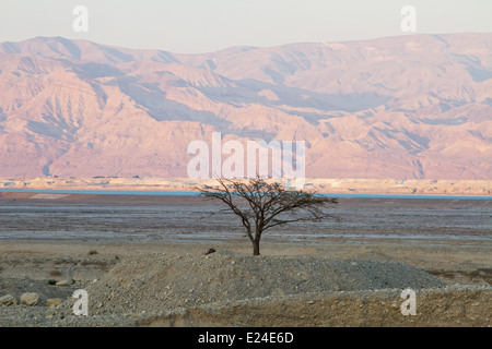 Bella foto lone tree in un deserto. Israele. Foto Stock