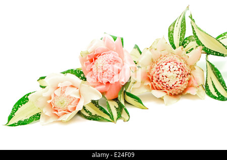 Torcia di rosa fiori di zenzero (Etlingera elatior), isolata su uno sfondo bianco Foto Stock