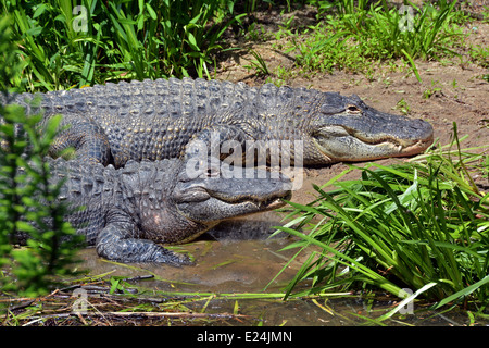 2 American alligatori al Queens Zoo nel risciacquo - Corona Park, Queens, a New York Foto Stock