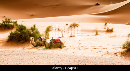 Cammelli in appoggio presso il lussuoso desert camp vicino a Merzouga nel deserto del Sahara, Marocco, Africa del Nord. Foto Stock