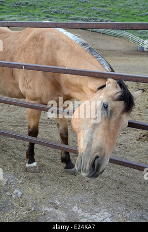 Una bella abbronzatura cavallo bloccata la sua testa al di fuori del recinto del corral in Jackson Hole, Wyoming. Foto Stock