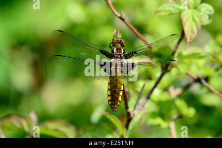 Ampio femmina corposo chaser dragonfly a riposo Foto Stock