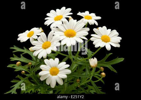 Marguerite daisy isolato su nero Foto Stock