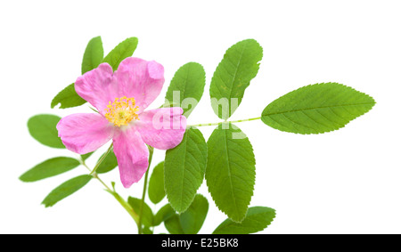 Rosa rosa canina isolato su bianco Foto Stock