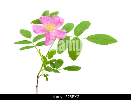 Rosa rosa canina isolato su bianco Foto Stock