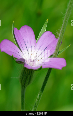 Corncockle - Agrostemma githago rari seminativi fiore selvatico Foto Stock