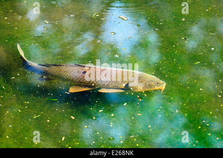 Carpa in laguna poco profonda. (Cyprinus carpio) Foto Stock