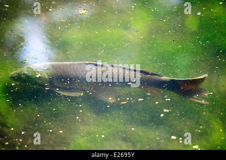 Carpa in laguna poco profonda. (Cyprinus carpio) Foto Stock