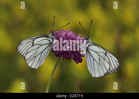 Due nero - bianco venato farfalle, Aporia crataegi Foto Stock