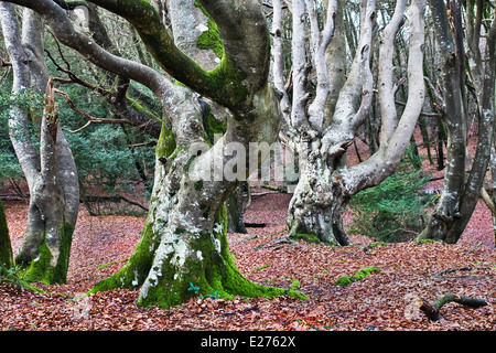 Moss coperto di faggi nella nuova foresta che sono state cedui e pollarded per fornire intrigante paesaggio di fantasia Foto Stock