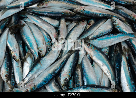 Sgombro su pescivendoli di stallo di mercato, Rennes, Brittany, Francia Foto Stock
