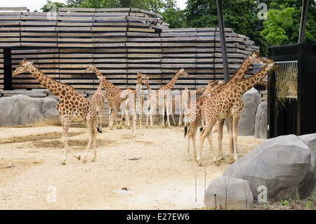 Le giraffe al Zoo parigino, Francia Foto Stock